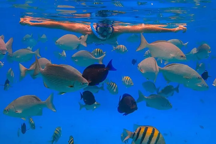 Tropical fish underwater
